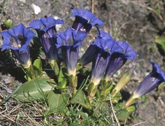 Predám skalničky,trvalky ,cibuloviny ,pivone a orchideje. - 3