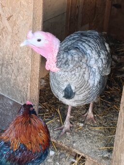 Predam vymenim moriaka - 3