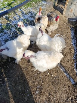 Hodvábnička zdrobnelá - 3