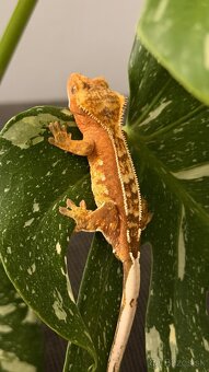 Pagekon riasnaty - 3