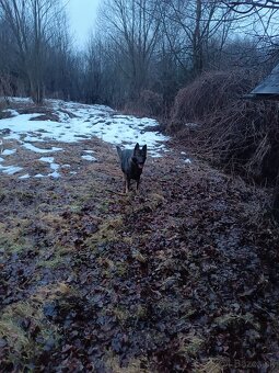 Nemecký ovčiak - 3