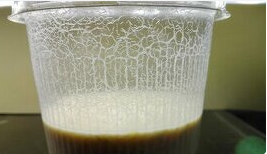 Šťukovec priečnopruhý - 3