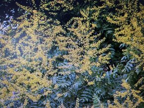 Strom kvitnúci v lete - jasenovec metlinaty - 3