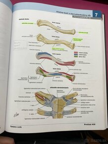 Netterov anatomický atlas 7. vydanie - 3
