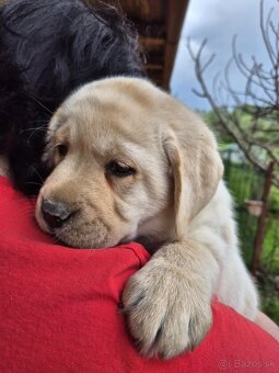 Labrador s PP - 3