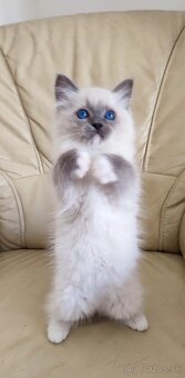 Ragdoll koťátka bez PP - 3