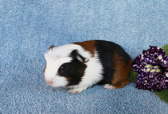 Morča, morčiatka - crested s rodokmeňom z CHS - 3