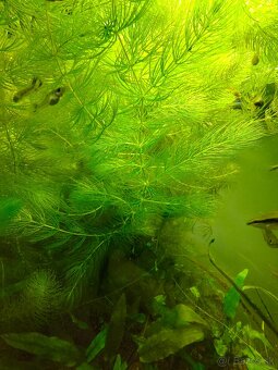 Ceratophyllum demersum-Rožkatec ponorený - 3