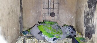 Aratinga čiernohlavá,pyrura - 3