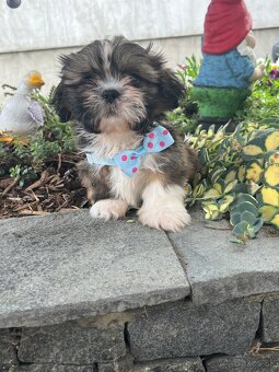 shi tzu - 3