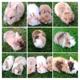 Zdrobnelý, zakrslý kralik - 3