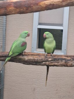 Predám- vymením Alexandra velkého BRONZ - 3