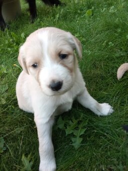 Šteniatka labradora - 3