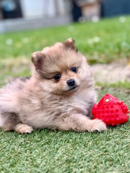 Pomeranian - trpazličí špic - 3