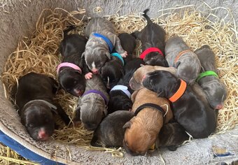 Americký stafordsirsky terier, Stafford, amstaf - 3