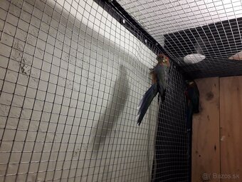 rozela  žltolica - 3