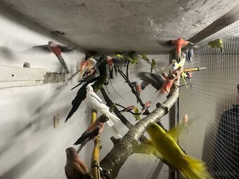 Predám andulky,korely,Neofemy, kráľovsky . - 3