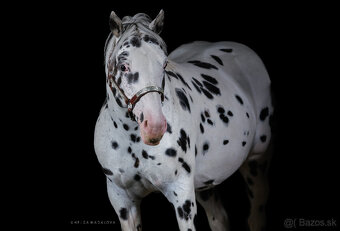 Appaloosa žrebec – pripúšťanie - 3