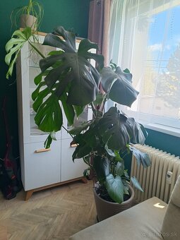 Monstera deliciosa - 3