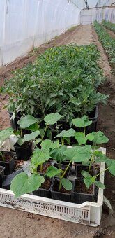 Paprikové planty - 3