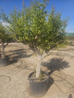 Citrusy palmy olivovniky bananovniky juky agave - 3