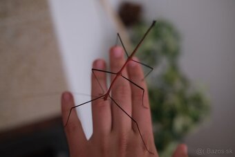 Strašilka lonchodiodes sp. ilocos Kúpim/vymením za samicu - 3
