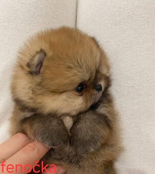 Pomeranian mini - 3