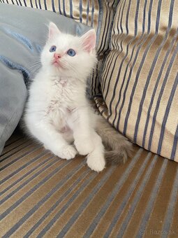 Ragdoll bez pp - 3