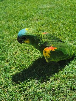 Samička Amazonan modročely - 3