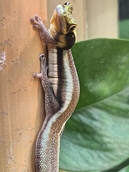 predám Phelsuma klemmeri 2+3 - 3