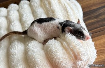 🧸 potkan, potkaníky s vp 🤎 - 3