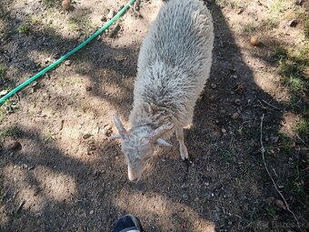 Predám minibarančeka - 3