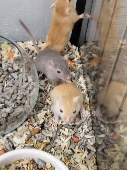 Darujem pieskomilov - 3