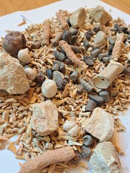 Zbierka fosílií - 3