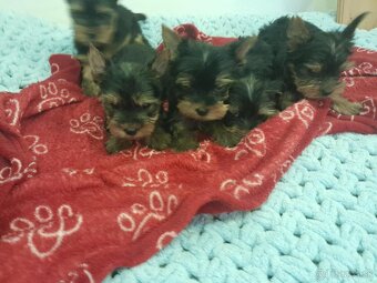 Yorkshire teriér Yorkshir - 3