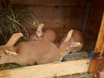 Burgundsky kralik - 3