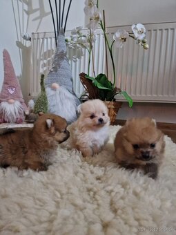 Pomeranian - 3