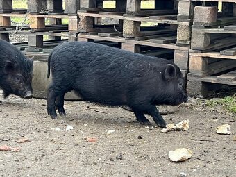 Vietnamske prasiatka - 3