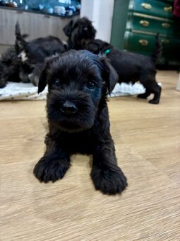 Bradáč malý - šteniatka s PP - 3