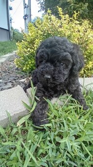 Pudel Toy - 3