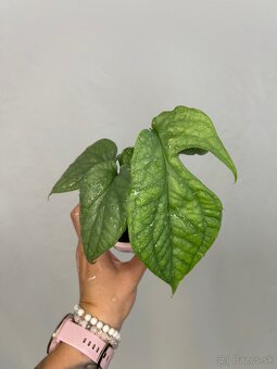 Amydrium medium ‚Silver‘ - 3