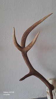 parohy,trofej - 3