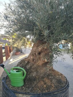 Olivovník bonsai - 3