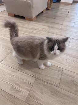 Ragdoll - 3