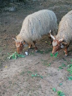 Na predaj ovce (racka) - 3