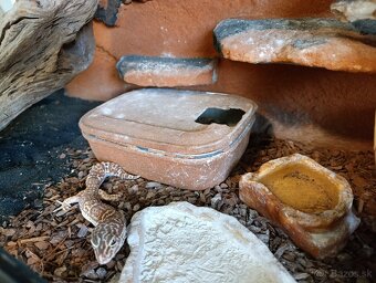 Terarium s gekoncikom nočným - 3