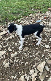 Darujem šteniatko za veterinarny poplatok - 3