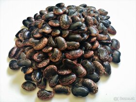 Fazuľa bobovica tmavá - 3