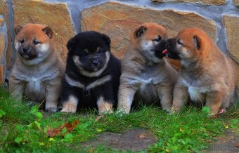 SHIBA INU - nádherne veselé šteniatka - 3