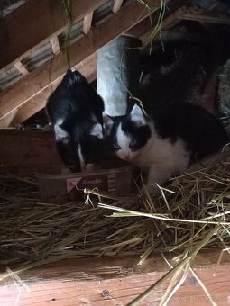 Darujem mačiatka - 3